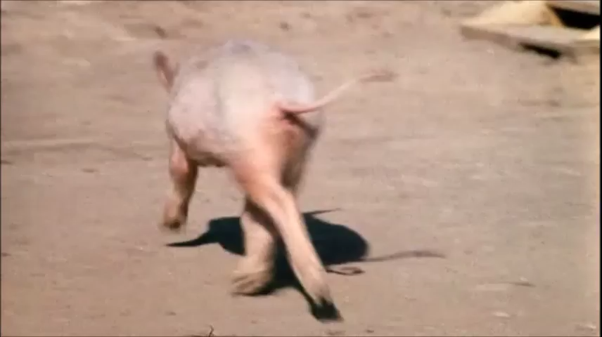 Chasing a Pig
